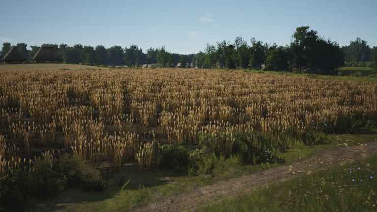 Wheat Field in Manor Lords