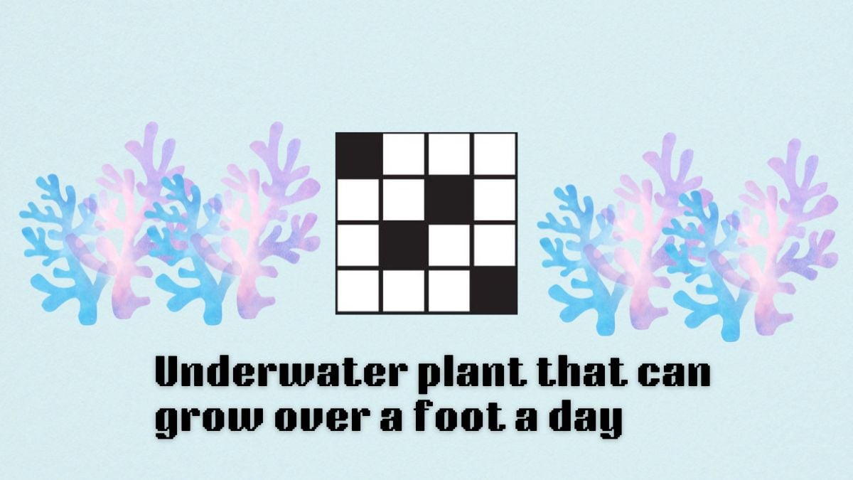 art for underwater plant that can grow over a foot a day clue in nyt mini crossword