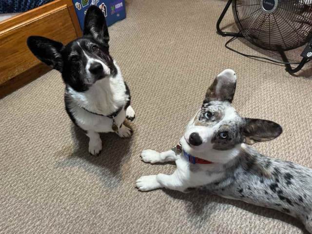 Two beautiful corgi angels